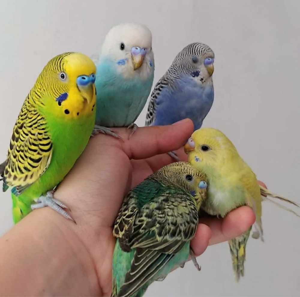 Волнистые попугаи взрослые и молодые