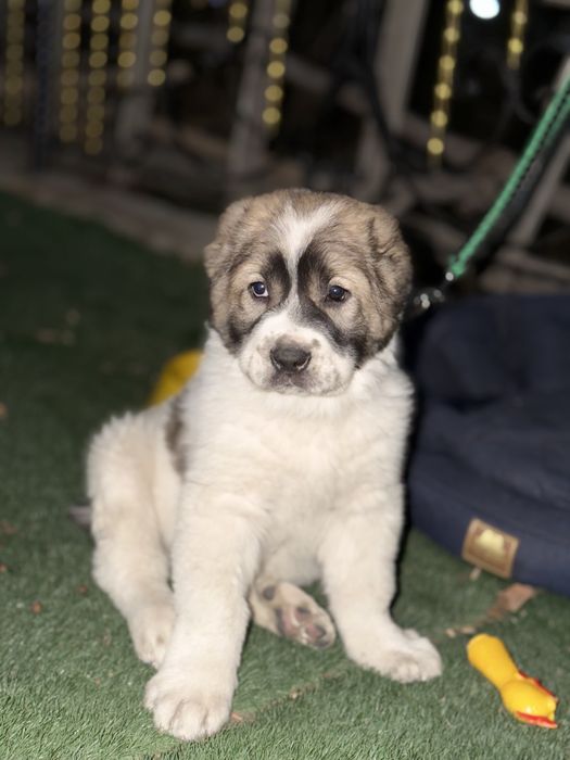 Алабай туркменская порода