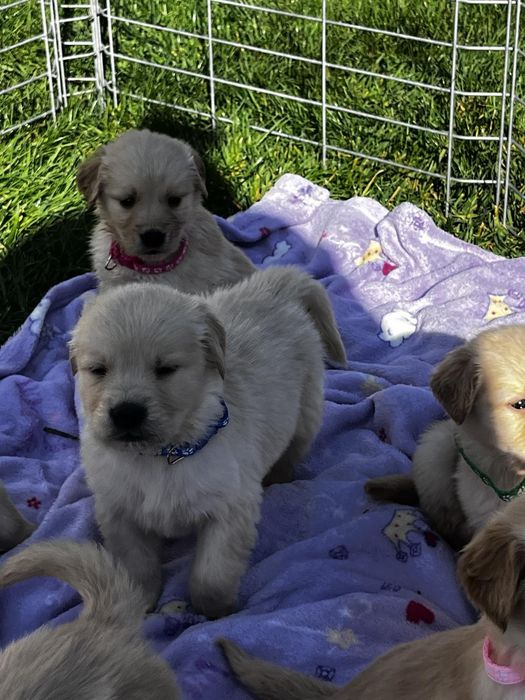 Чистокръвни голдън ретривър бебета,супер подарък за Коледа ,рожден ден