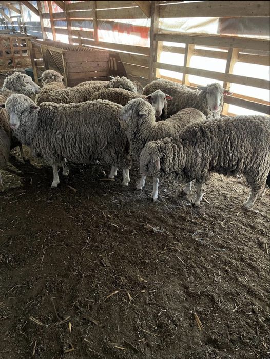 Vand berbec ille de France + oi