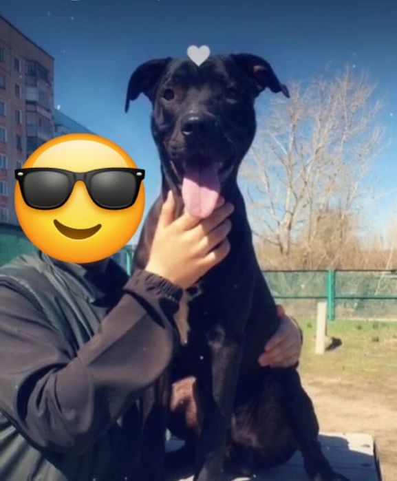 Кабель американского питбуля ищет девочку для отношений