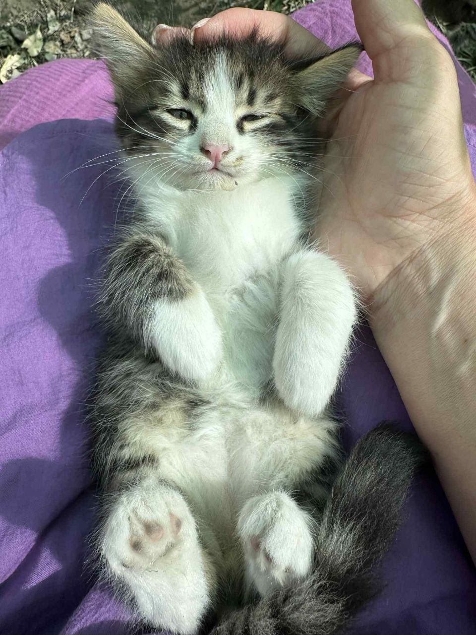 Котята даром в добрые руки