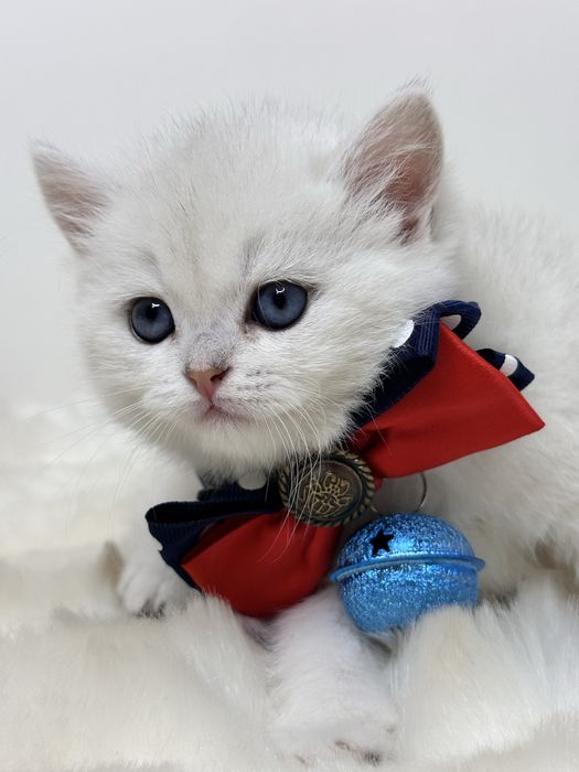 серебристые котята