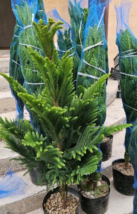 Домашняя елочка Араукария