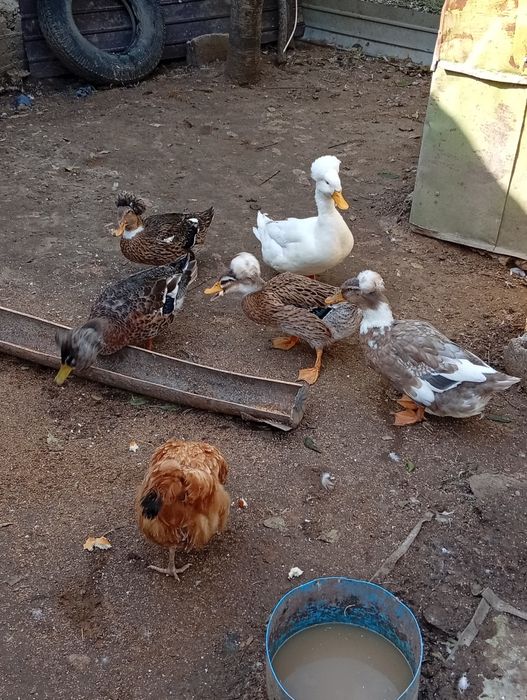 Rațe moțate vor să schimbe locația