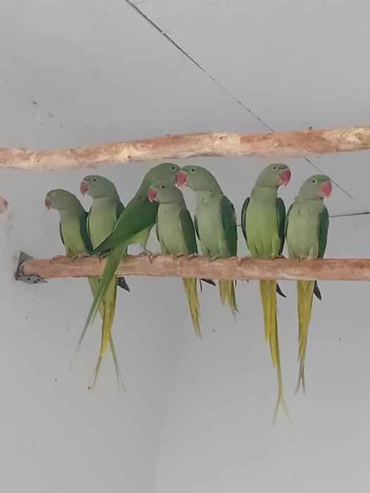 Marele Alexandru oferte de  sărbători