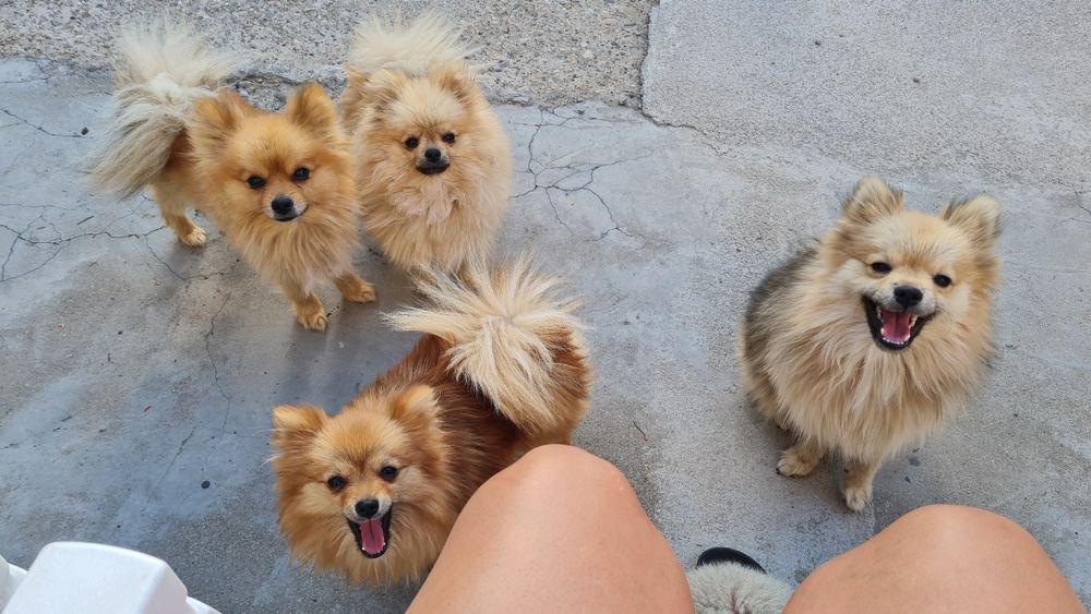 Мини Померански шпиц