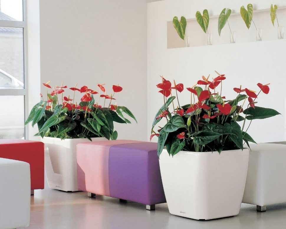 Комнатное растение - (Anthurium) - Голландский Антуриум