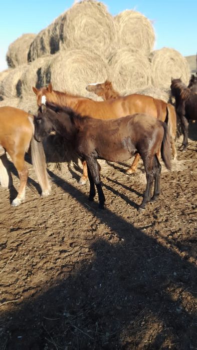 Еркек жабағы сатылады бағасы 300 мың