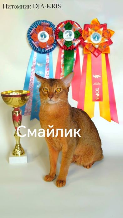 Абиссинец  вязка