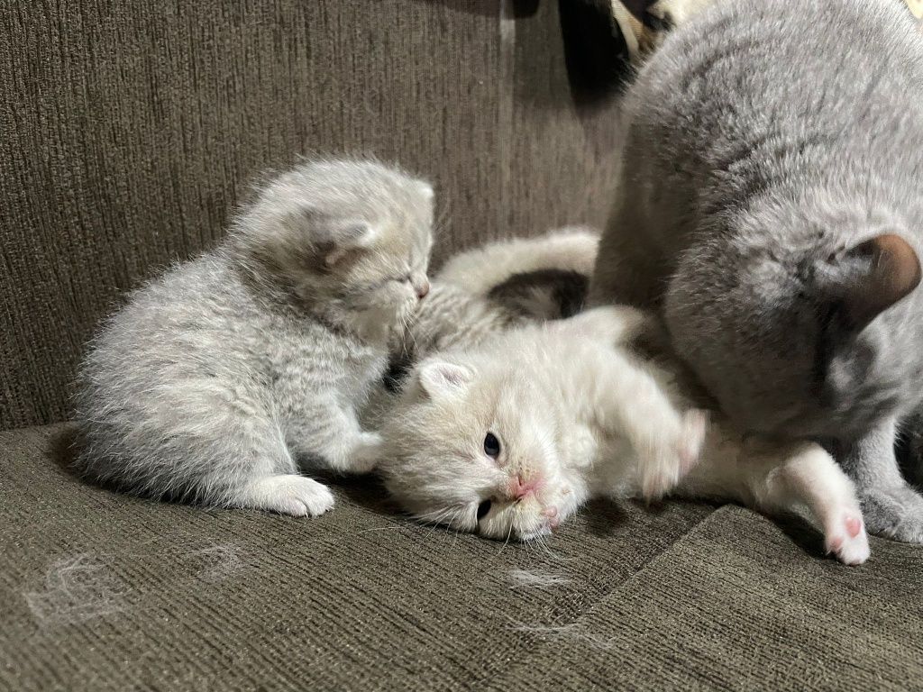 Vând pisicute British shorthair