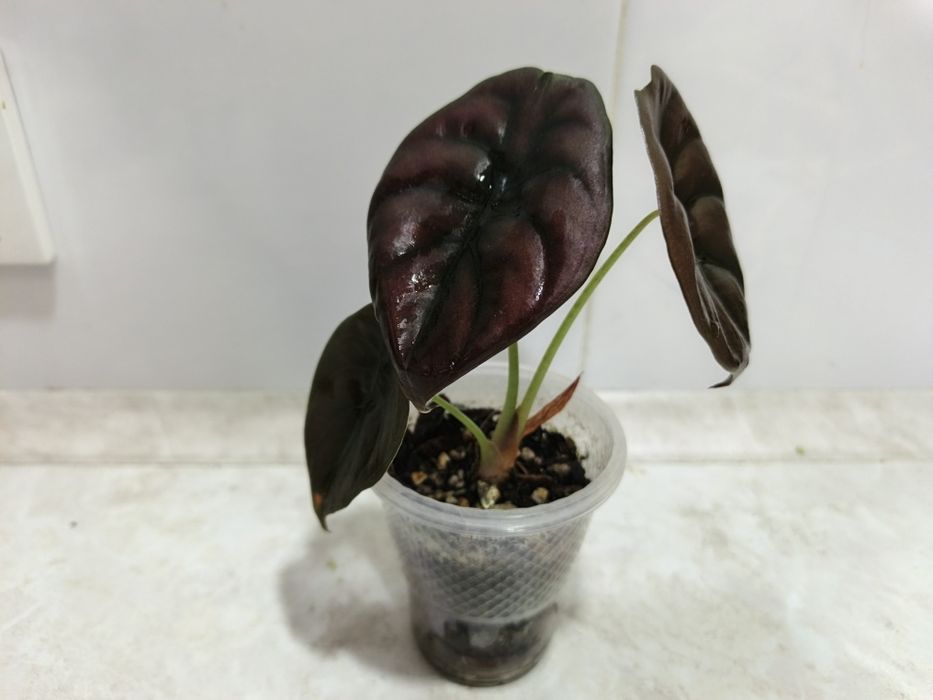 Продаются алоказии Ред Сикред, Мело