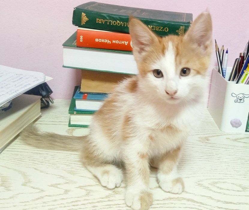 Продаётся котёнок