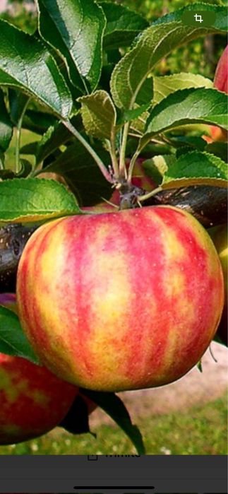 Pomi fructiferi pe rod