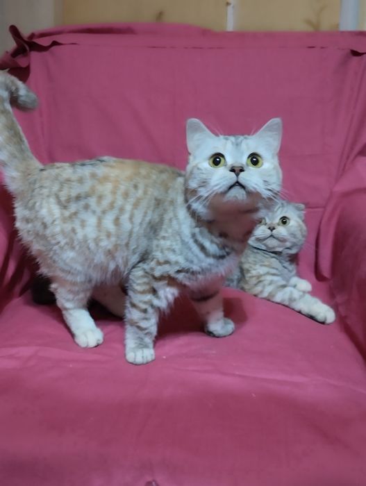 Продам  двух  кошечек, скотиш фолд  и  cтрайт .