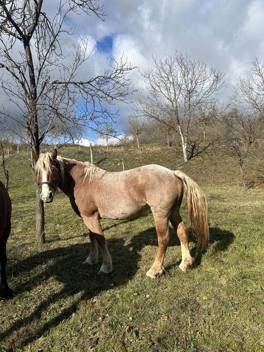 Iapă de 4 ani de vânzare