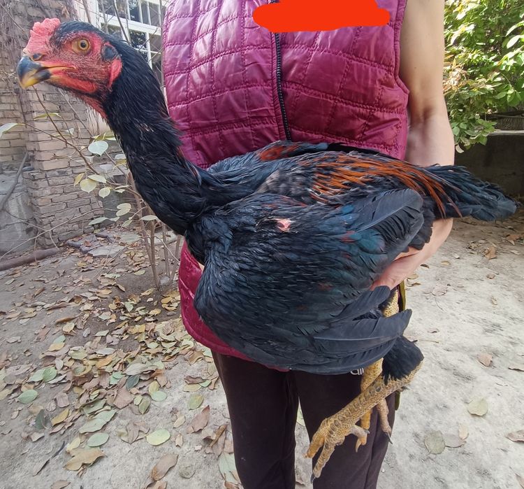 Кулянги Хорозлар