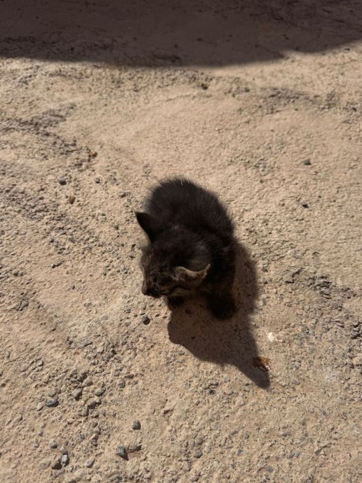 Котята в добрые руки!