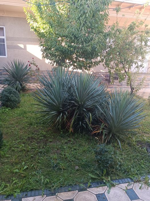 Юкка усимлиги сотилади