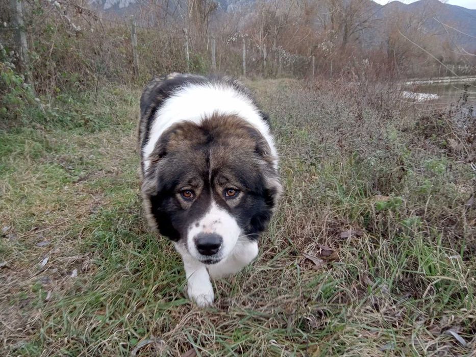 Подарявам женско българско овчарско куче