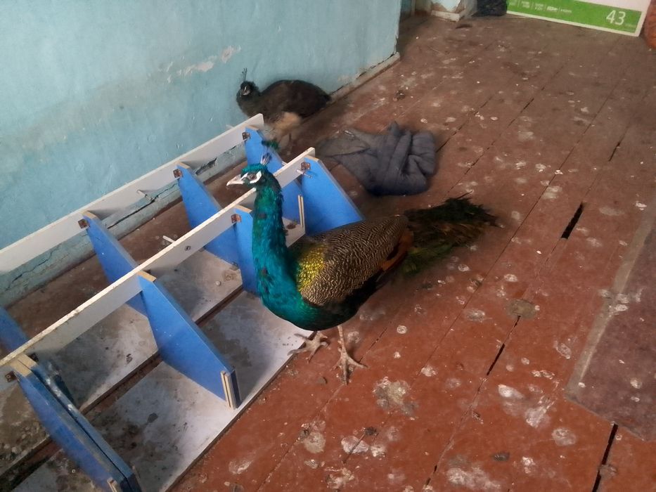 Tovusmodari bilan birga