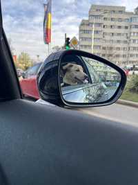 Luna, metis labrador