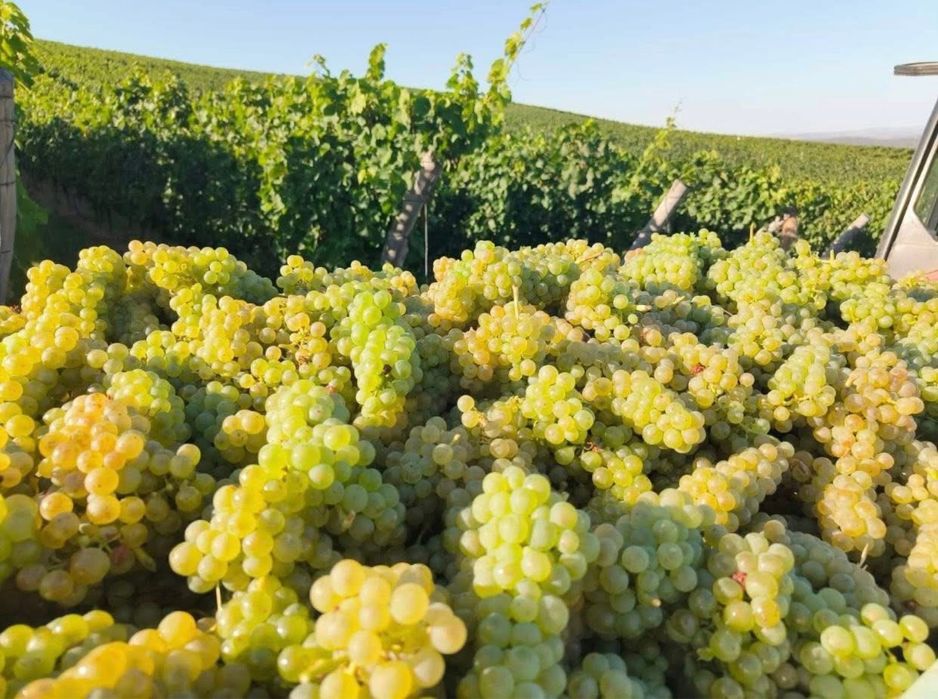 Vand struguri se vin Galati