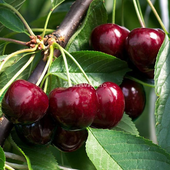 Pomi fructiferi : Cireș staccato soi târziu