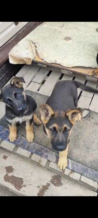 Продам щенков овчарки