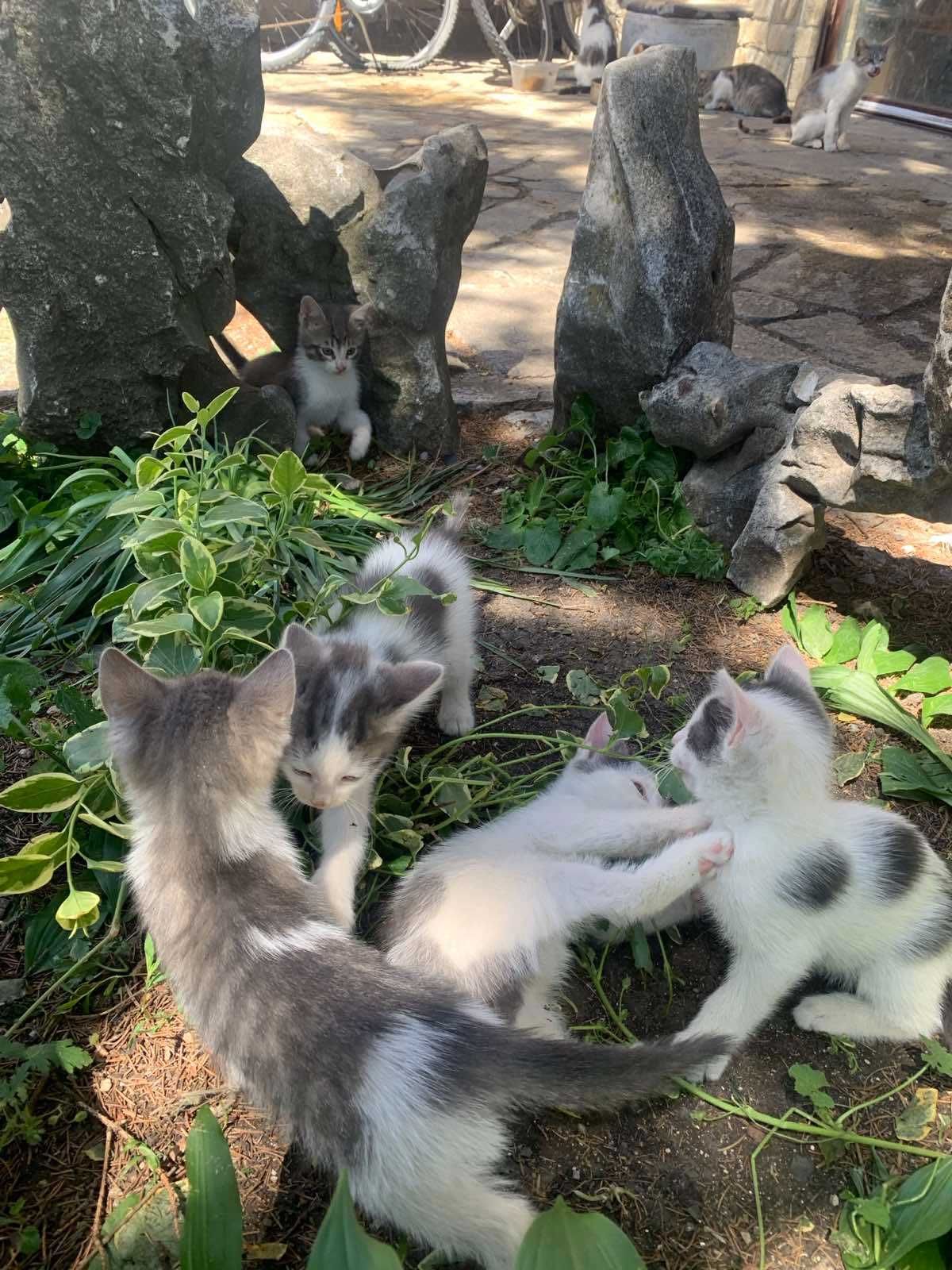 Подарявам малки котета
