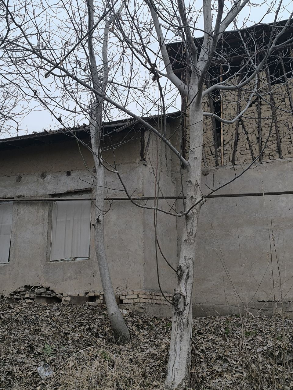 Yongʻoq daraxti 8 ta