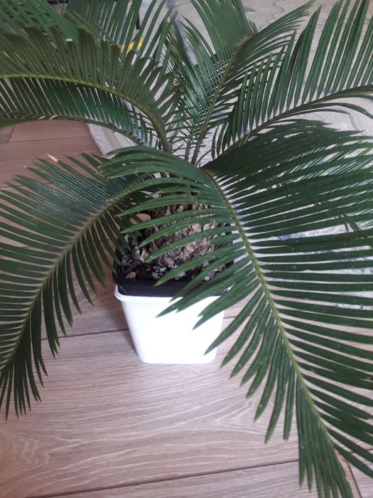 Пальма ,цикас, саговая пальма