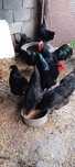 Pui de rasa Sussex și Australorp de 5 zile