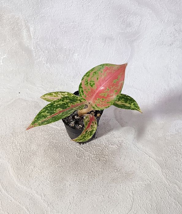 Детки Аглаонем 10 сортов в наличии