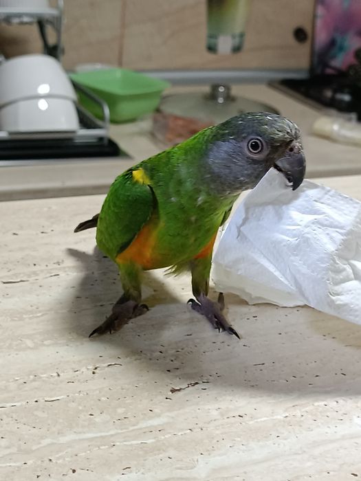 Vând papagal Senegal blând oferta