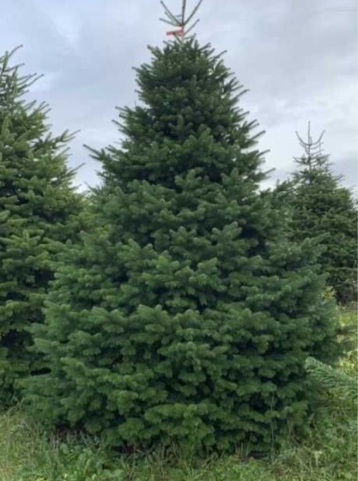 Vand brad natural de Craciun