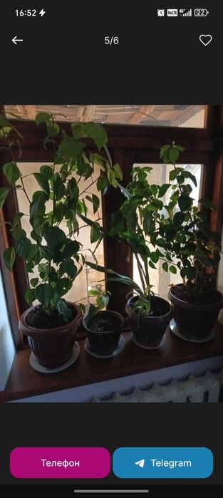 Гуллар бухородан ва когон да 20 дона сотилади