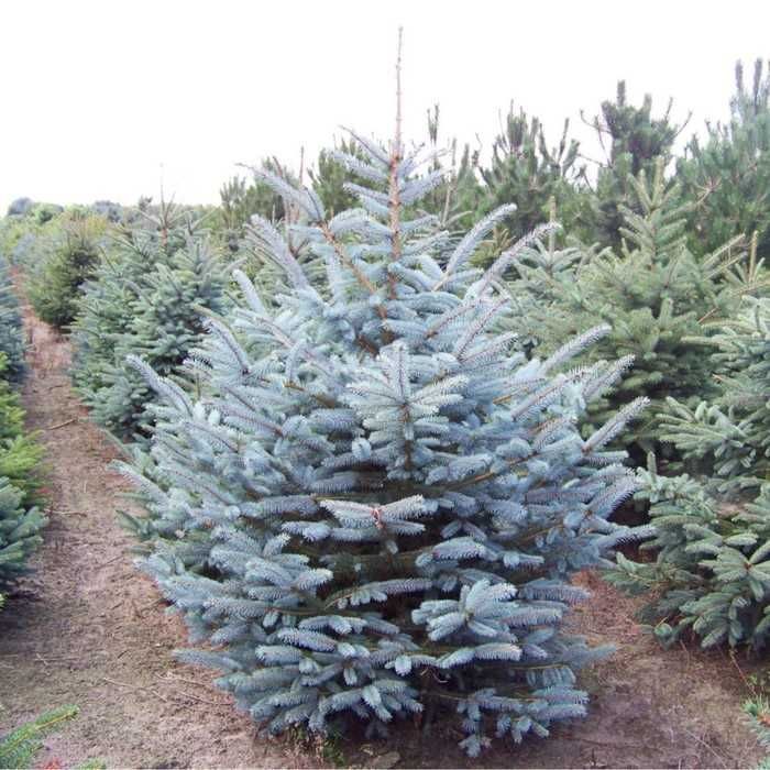 Ель голубая сосна липа дуб рябина саженцы сеянцы