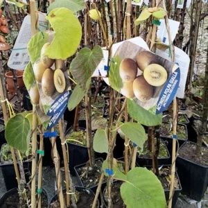 Pomi Fructiferi Exotici La Ghiveci (Kiwi)
