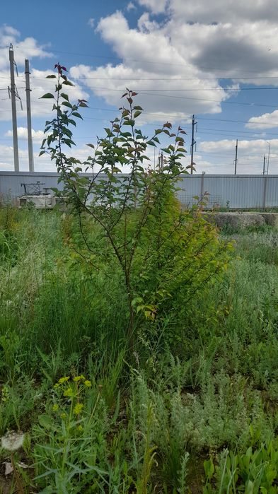 Деревья сажанцы абрикосы