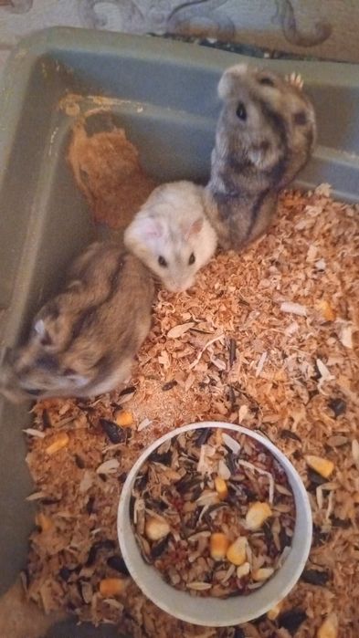 Отдам в добрые руки