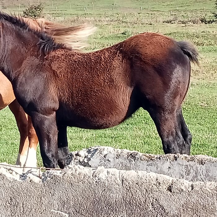 Vînd sau schimb cu vaci pereche de mînji semigrei de 5 luni