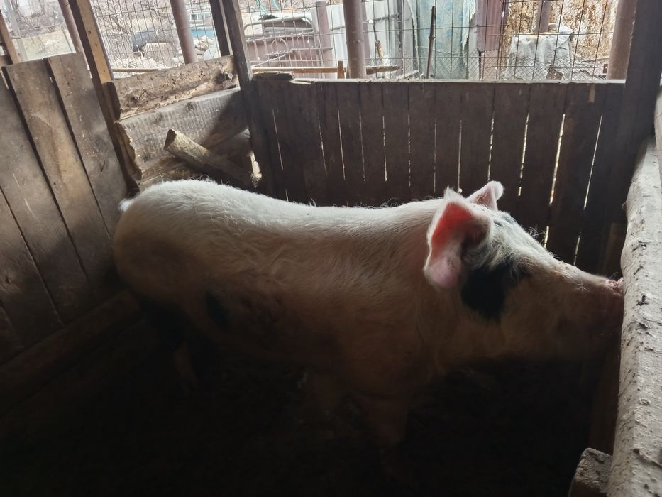 Продам хряк на племя.