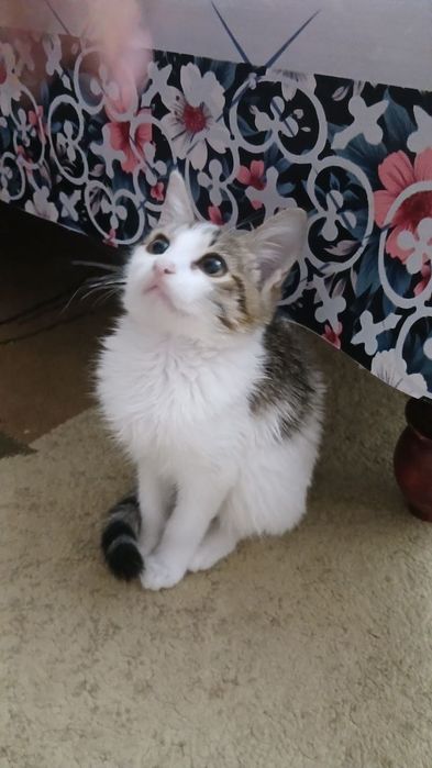 Отдам котят в добрые руки