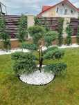 Amenajări grădini gazon plante ornamentale grătare cascade din piatra