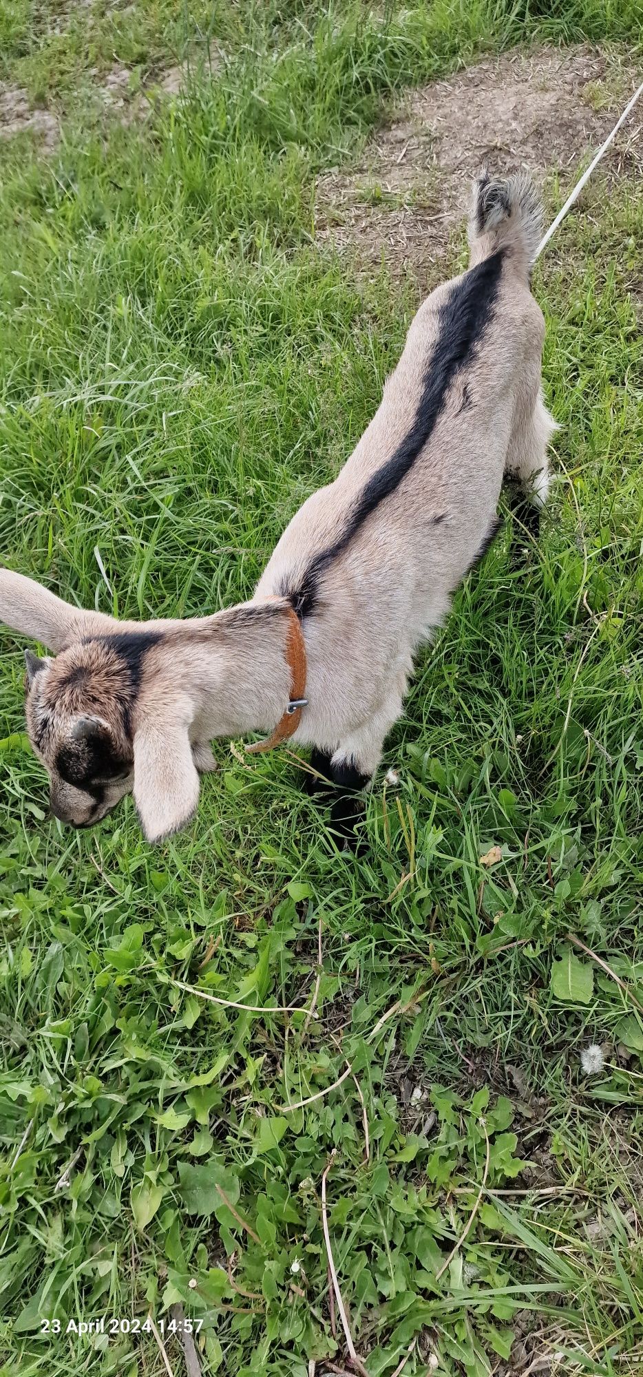 Ieduțe de vanzare