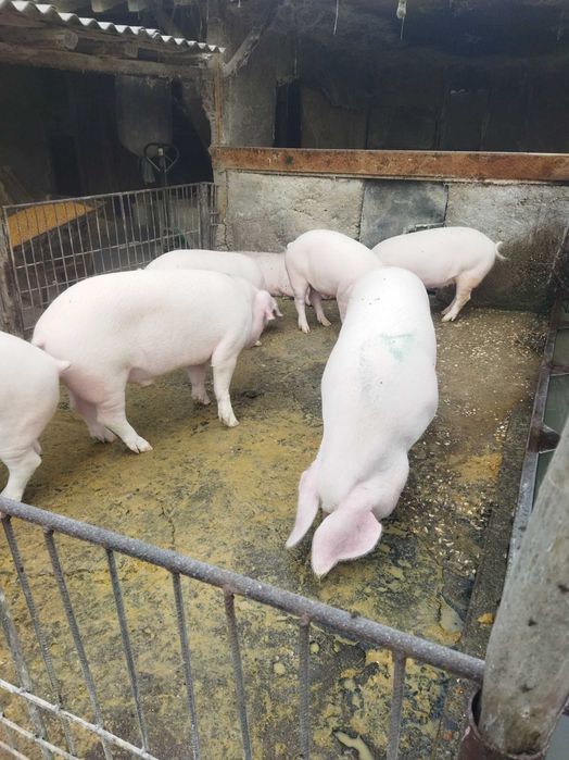 Продавам прасета от 100-120 кг.област Пловдив.Цена по договаряне.