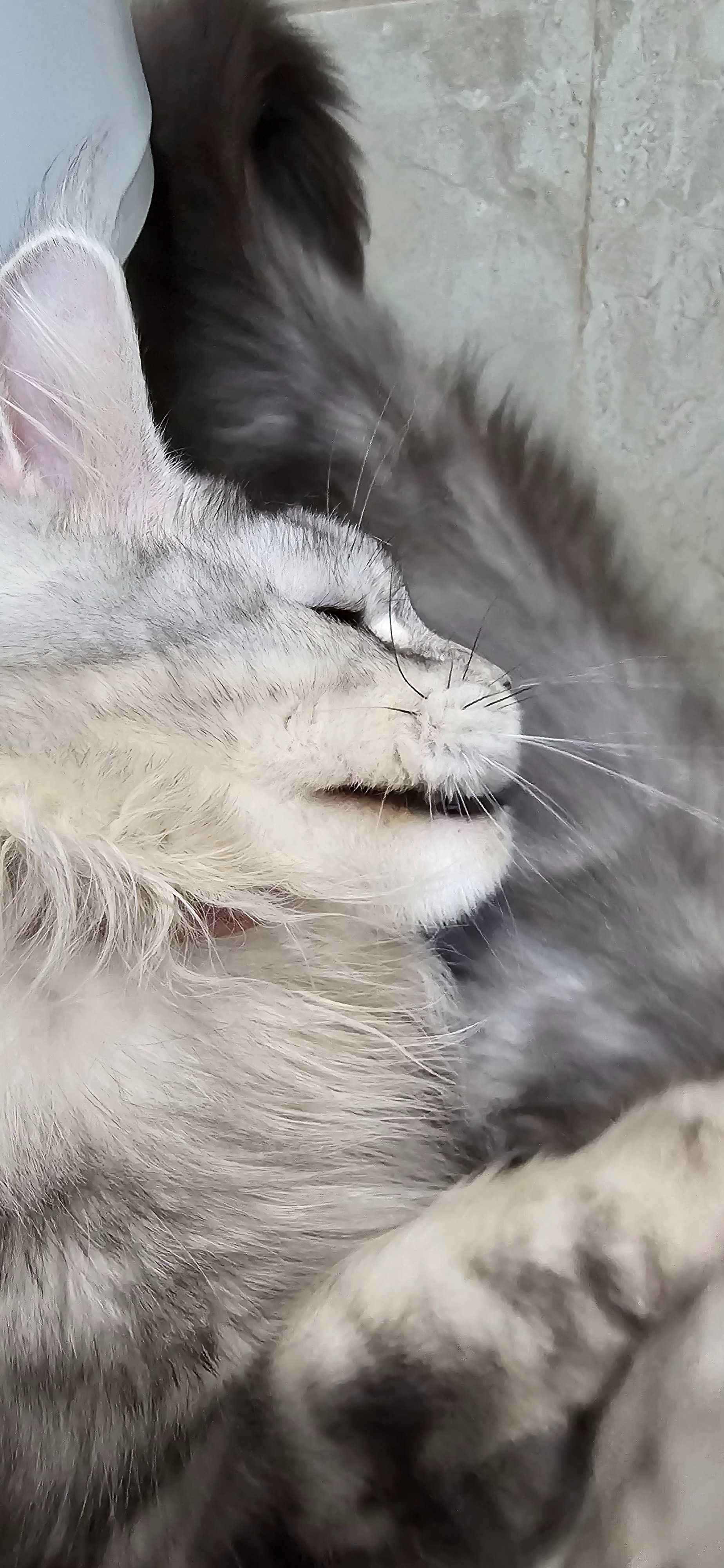 Котенца мейн кун