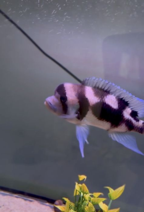 Frantoza black widow самец и самка