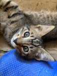 Un motănel + două pisicuțe pt adopție